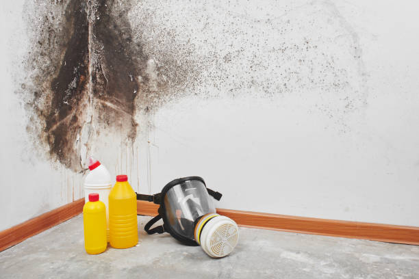 Best Mold Damage Repair  in Mckeesport, PA