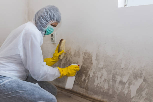 Best Local Mold Removal Service  in Mckeesport, PA