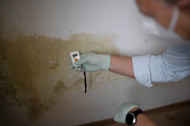 Best Attic Mold Removal  in Mckeesport, PA