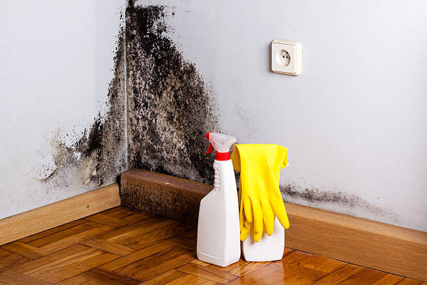 Best Black Mold Removal  in Mckeesport, PA