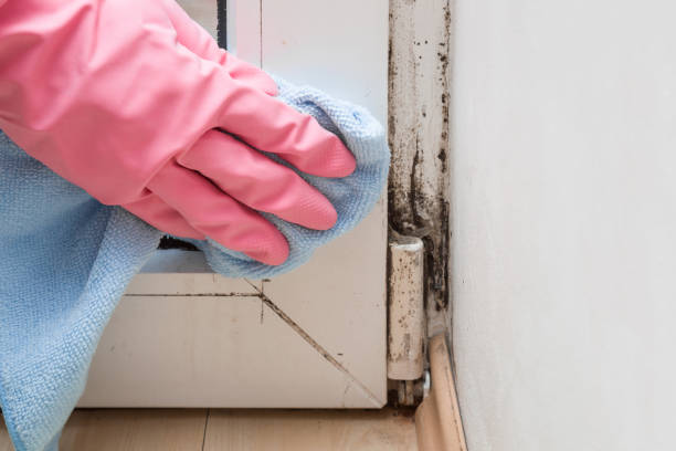 Best Fast Mold Removal  in Mckeesport, PA