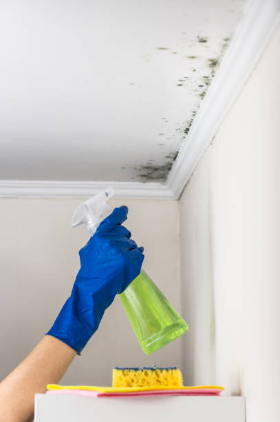 Best Professional Mold Removal  in Mckeesport, PA